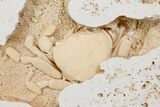 Fossil Crab (Potamon) Preserved in Travertine - Turkey #145051-3